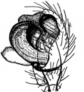speciesimage
