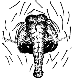 speciesimage