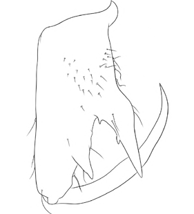 speciesimage