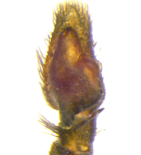 speciesimage