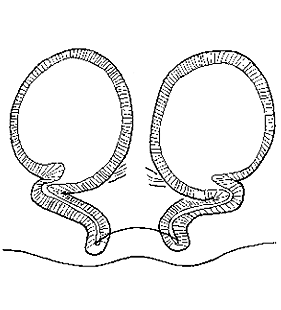 speciesimage
