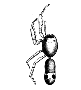 speciesimage