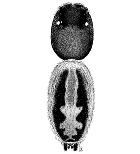 speciesimage