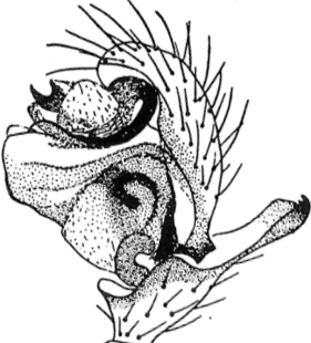 speciesimage