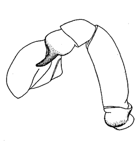 speciesimage