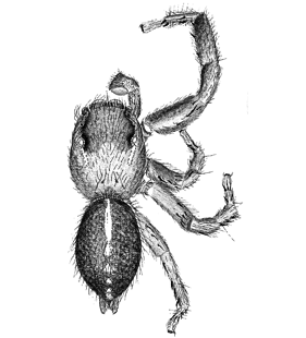 speciesimage