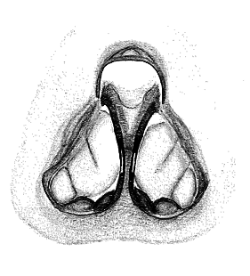 speciesimage