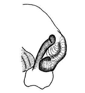 speciesimage