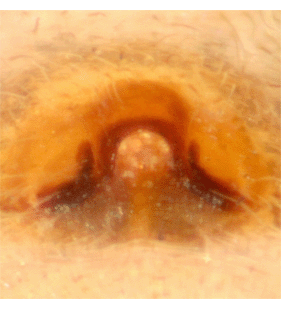 speciesimage