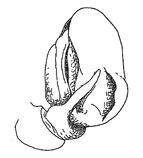 speciesimage