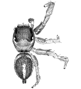 speciesimage
