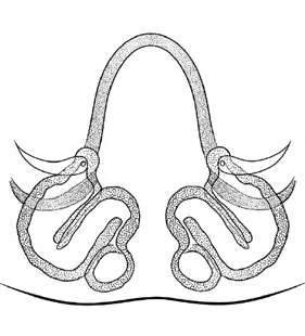 speciesimage