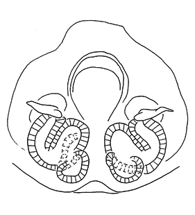 speciesimage