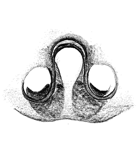 speciesimage
