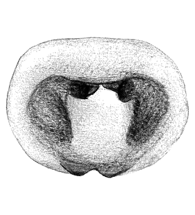 speciesimage