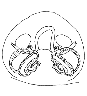 speciesimage
