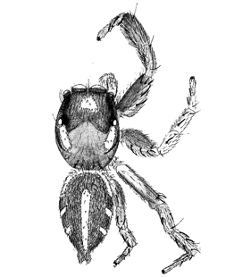 speciesimage