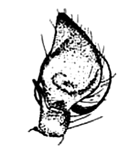 speciesimage