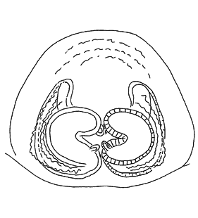 speciesimage