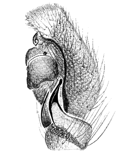 speciesimage