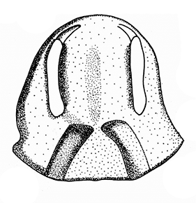 speciesimage