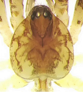 speciesimage