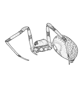 speciesimage