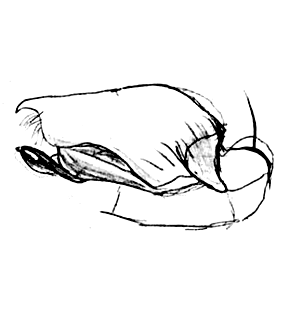speciesimage