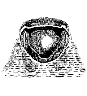speciesimage