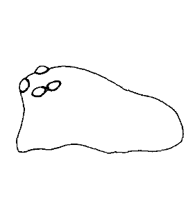 speciesimage