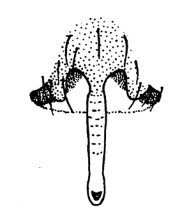 speciesimage