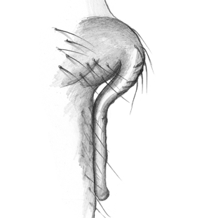 species