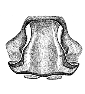 speciesimage