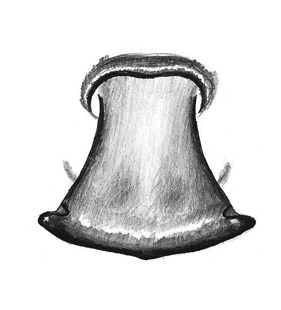 speciesimage