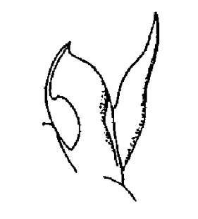 speciesimage