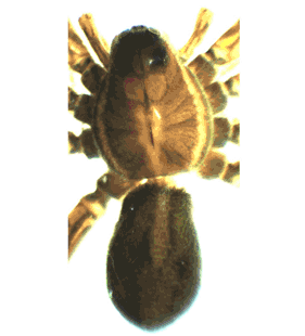 speciesimage