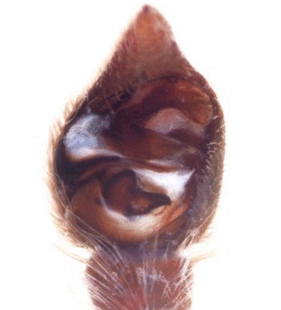 speciesimage
