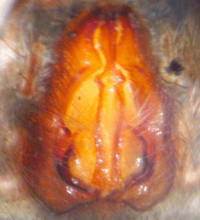 speciesimage