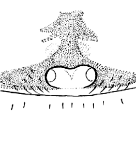speciesimage