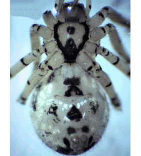 speciesimage