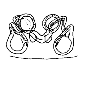 speciesimage