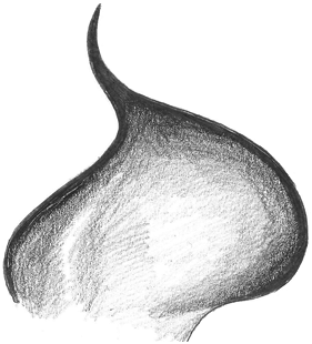 speciesimage