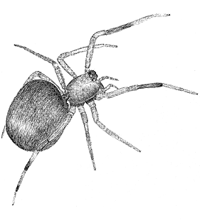 speciesimage