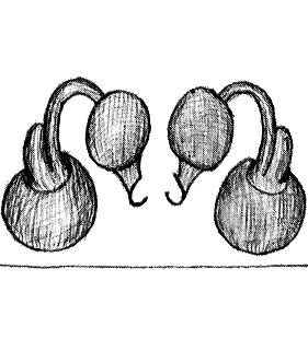 speciesimage