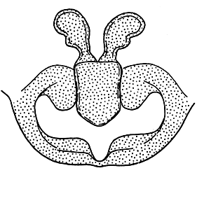 speciesimage