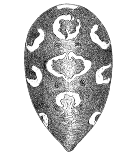 speciesimage