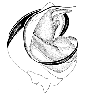 speciesimage