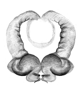 speciesimage