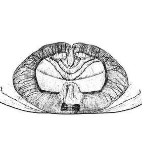 speciesimage