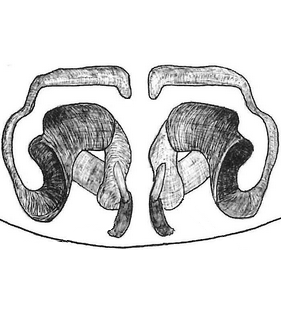 speciesimage